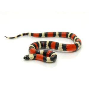Reptile Industries - Assorted Milk Snake