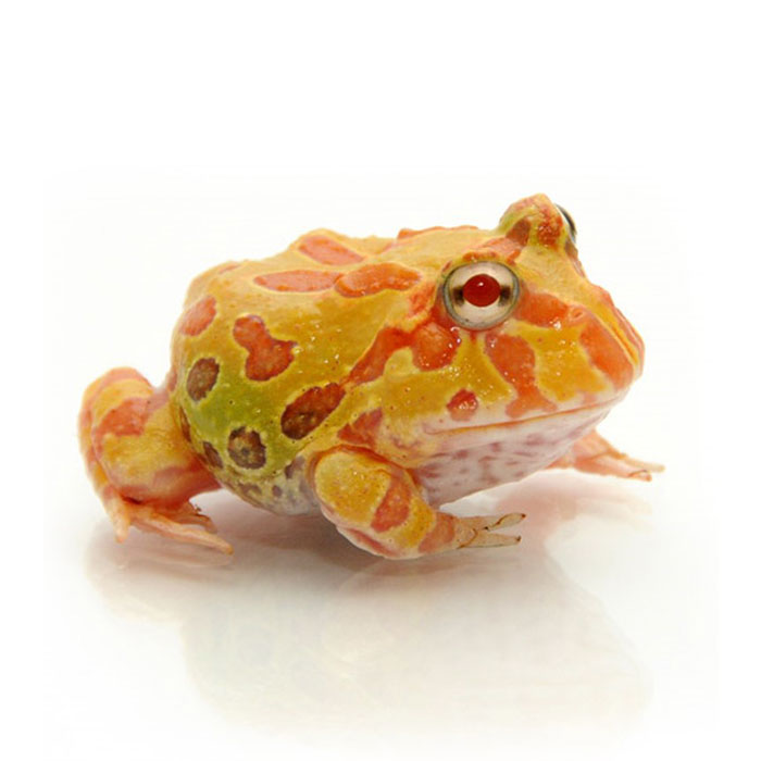 albino-pacman-frog-APFA