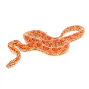 Reptile Industries - Assorted Corn Snake