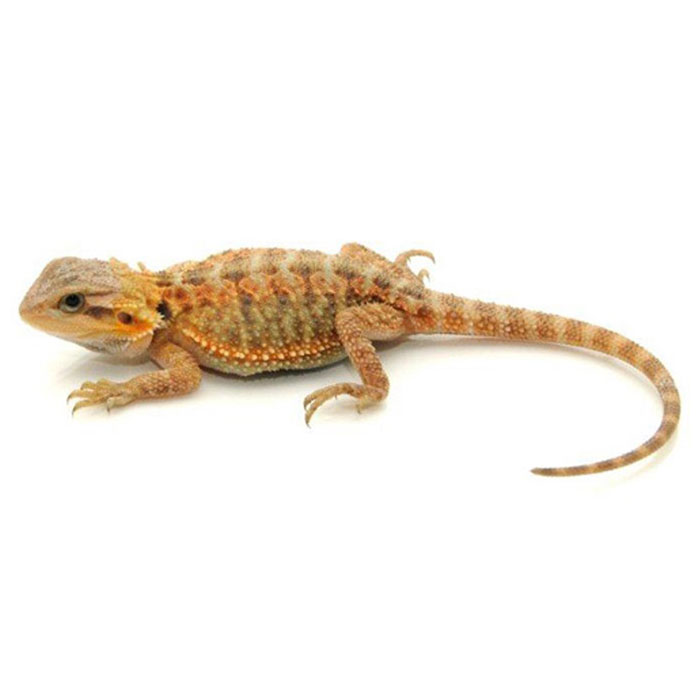 fancy-bearded-dragon-cb-baby-FBDCB