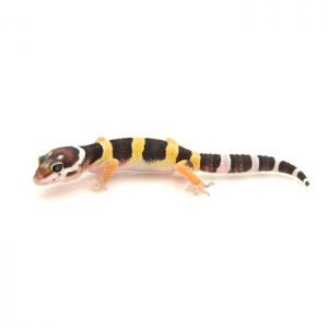 Reptiles Industries - Leopard Gecko CB Baby