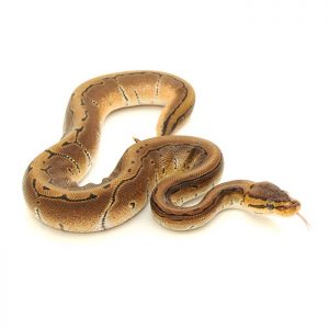 Reptile Industries - Assorted Fancy Ball Python