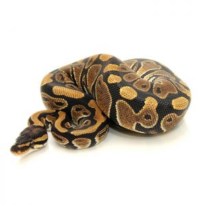 Reptile Industries - Ball Python Baby - Juvenille