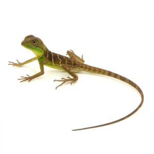 Reptile Industries - Chinese Water Dragon